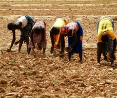Agricultori africani