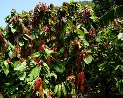 Arborele dr cacao