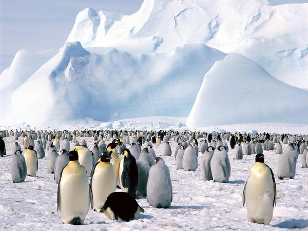Pinguinii imperiali din Antarctica