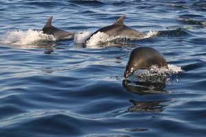 Delfini in Oceanul Indian