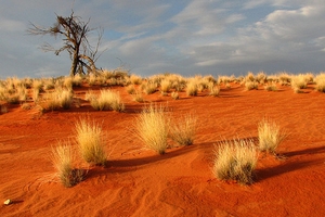 Desertul australian