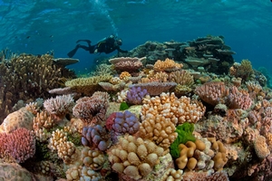 Marea Bariera de Corali