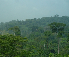 Padurea ecuatoriala