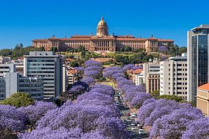 Pretoria sezonul florilor de jacaranda