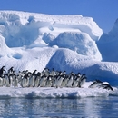 Antarctica - Continentul inghetat