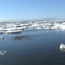 Marea Chukchi
